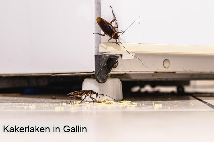 Kakerlaken in Gallin